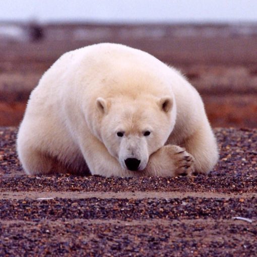 [GESTION] Cómo es el plan para adquirir 30 osos polares, que contrarrestarían la ola de calor en la ciudad. ...